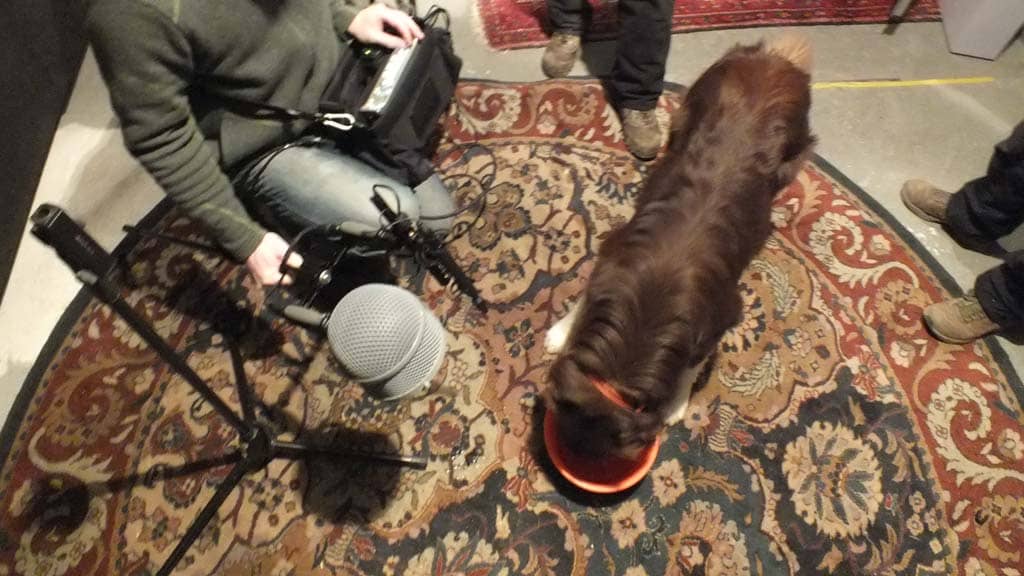 Dogs