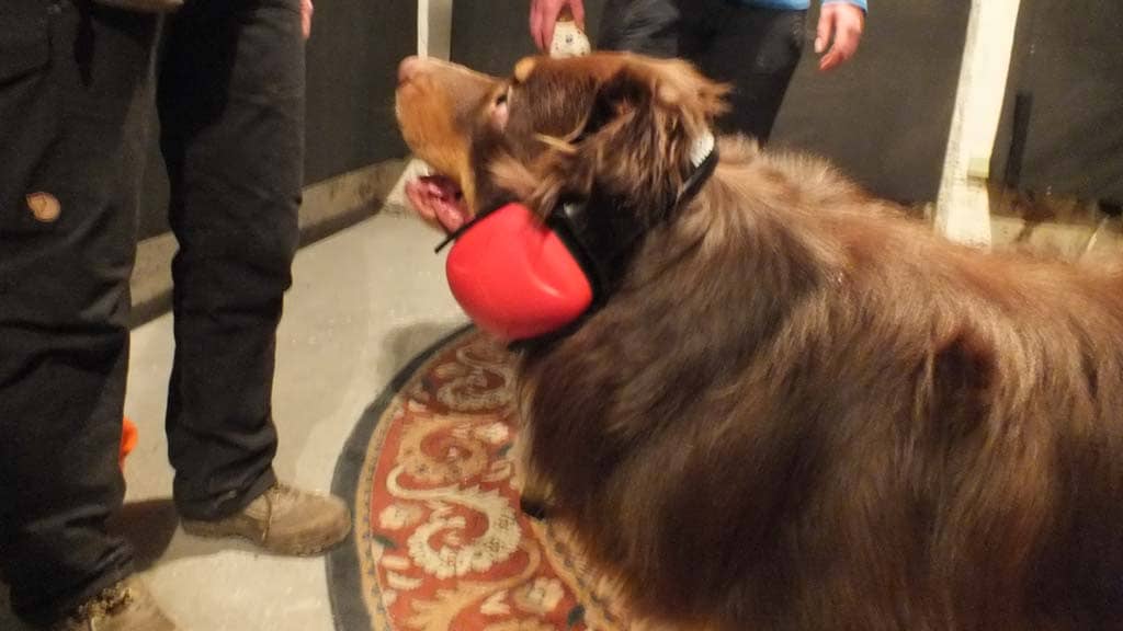 Dogs