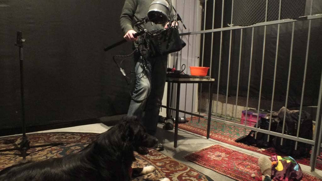 Dogs
