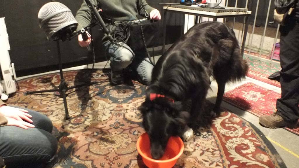 Dogs