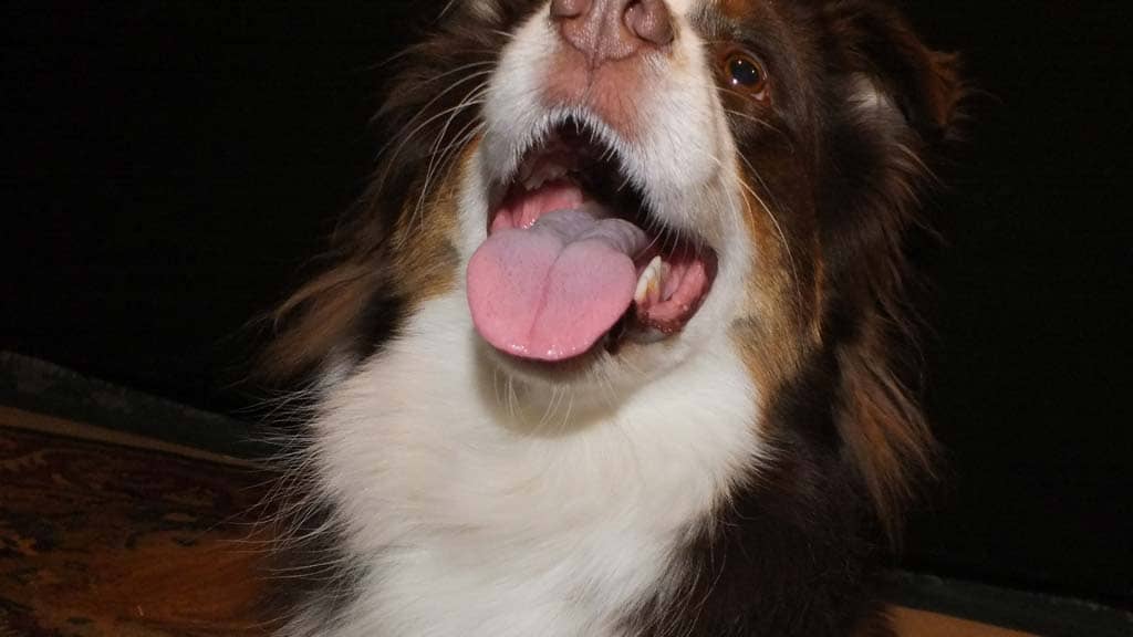 Dogs
