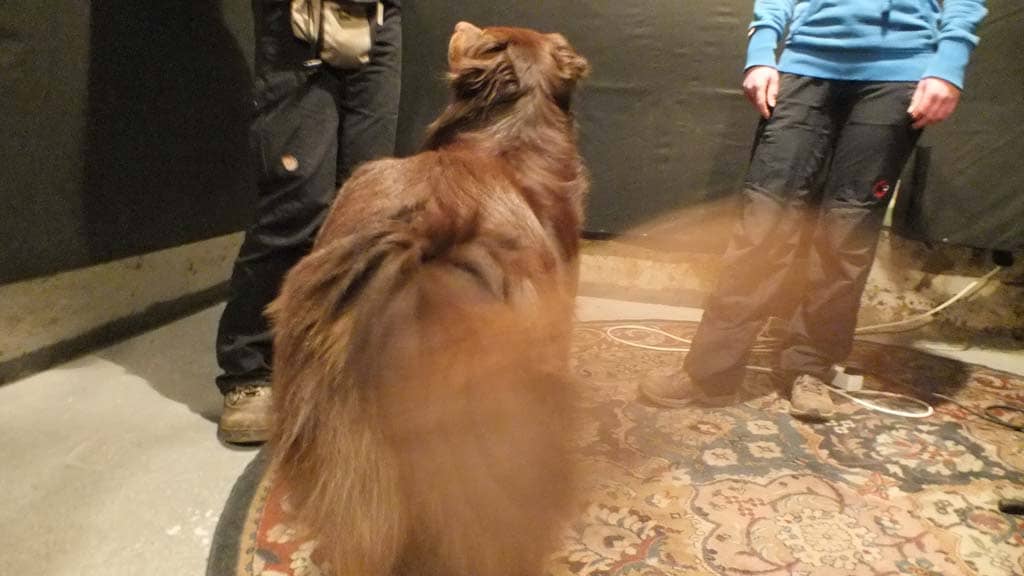 Dogs