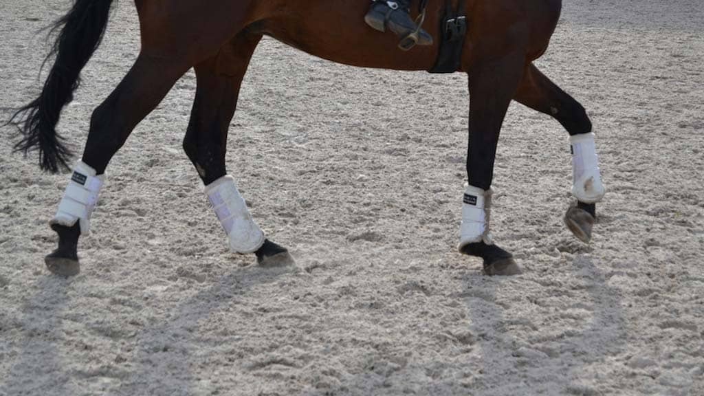 Horses