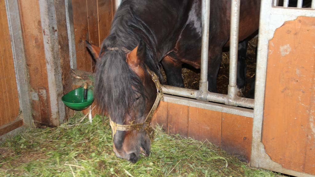 Horses