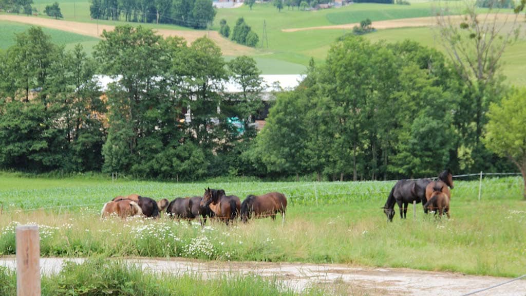 Horses