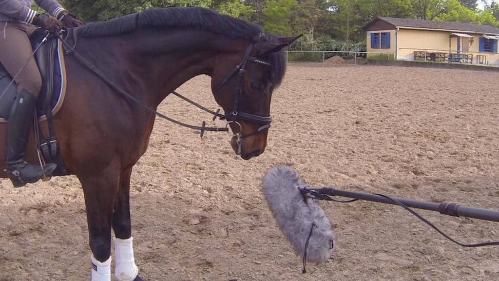 Horses
