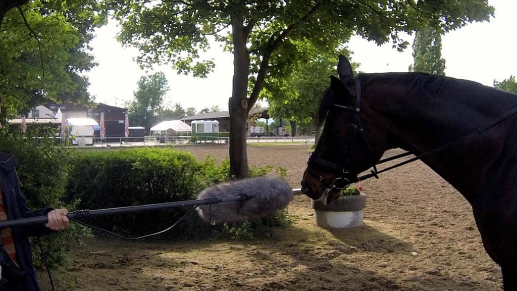 Horses