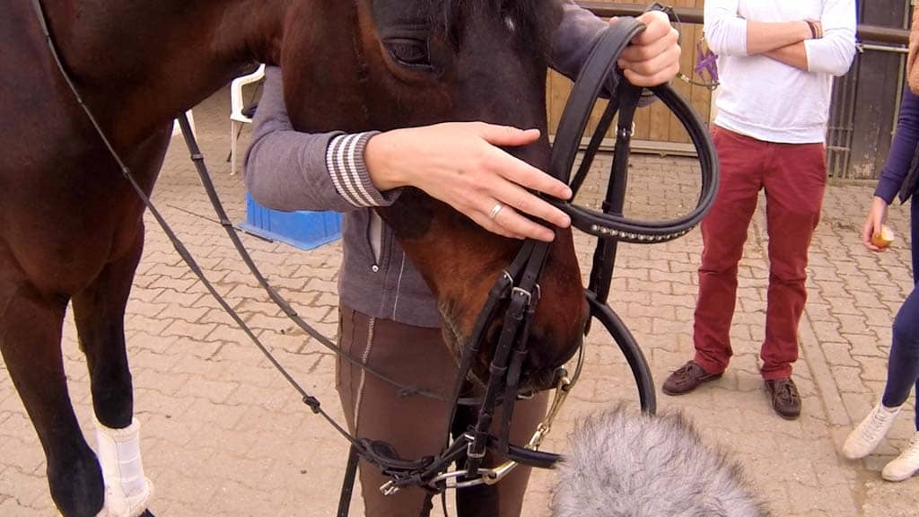 Horses