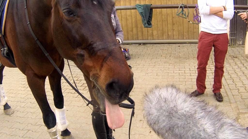 Horses