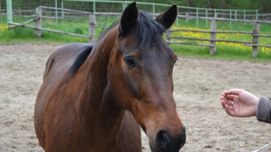 Horses